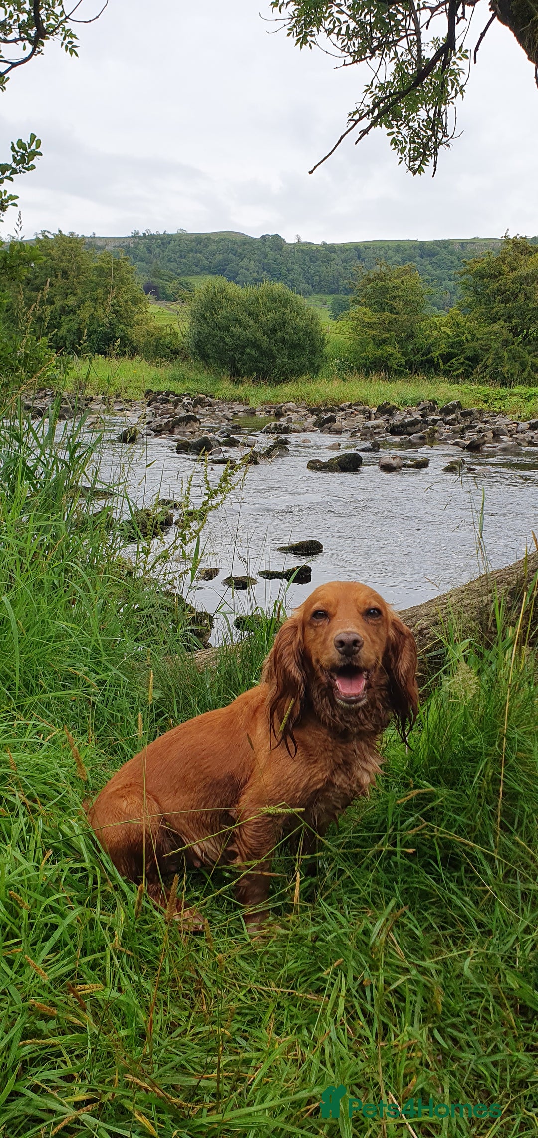 Cocker Spaniel dogs for sale: 4 Gorgeous Cocker Spaniel Puppies - Image 8