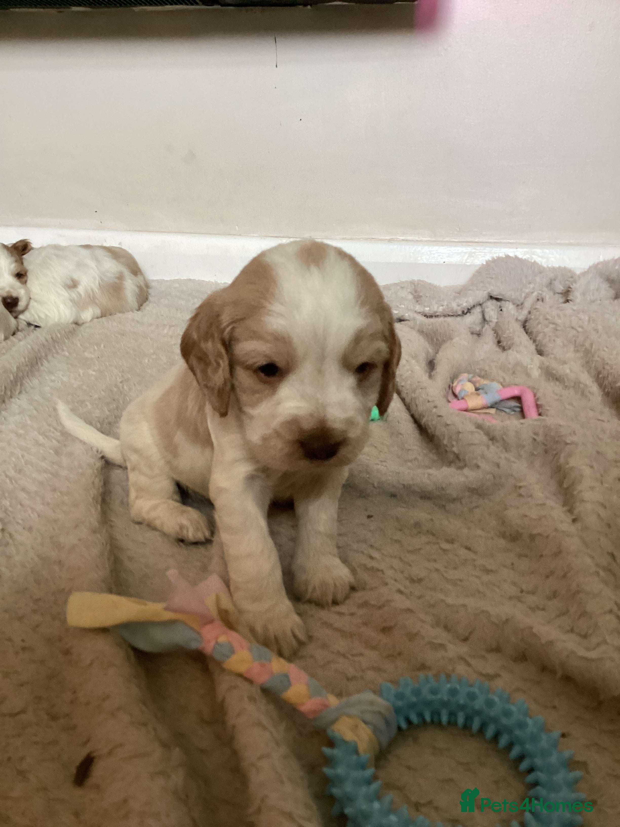 Cocker Spaniel dogs Cocker Spaniel Pups  - Advert 3