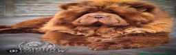 Chow Chow dogs for sale: Chows - Advert 10