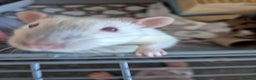 Rat rodents for sale: 2 male rats and cage - Advert 2