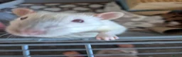 Rat rodents for sale: 2 male rats and cage - Advert 2