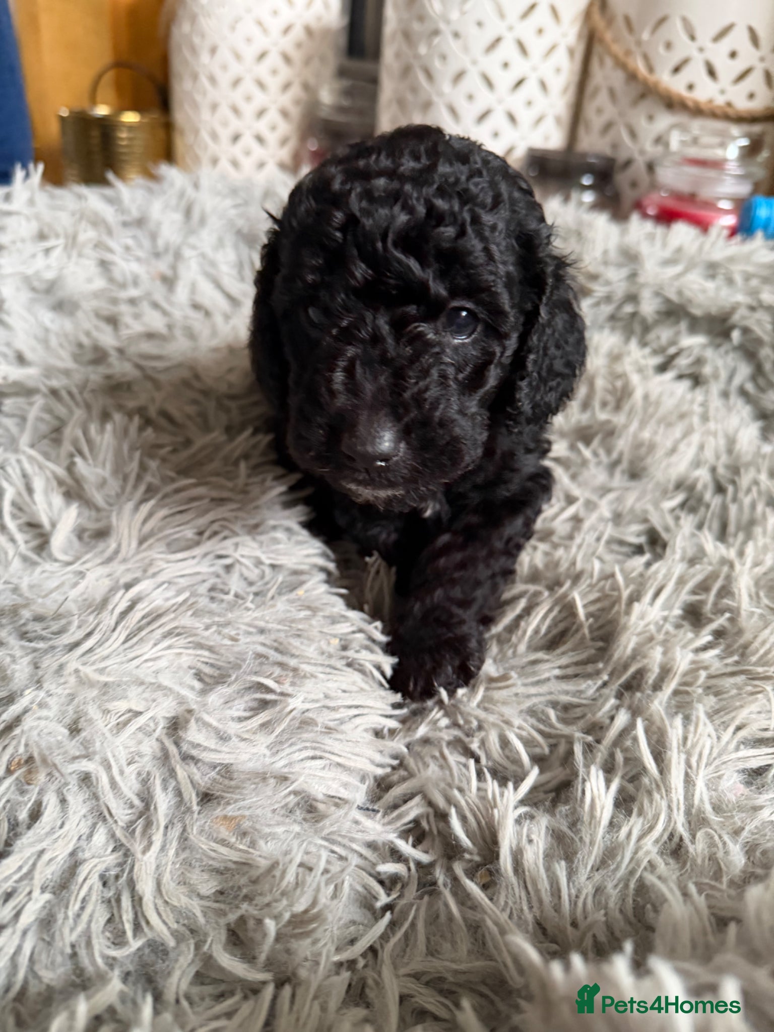 Cockapoo dogs 3 x F2 cockapoos ready 28th March - Advert 1