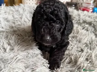 Cockapoo dogs 3 x F2 cockapoos ready 28th March - Advert 1