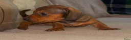 Dachshund dogs for sale: Stunning mini dachshund puppies! - Advert 16