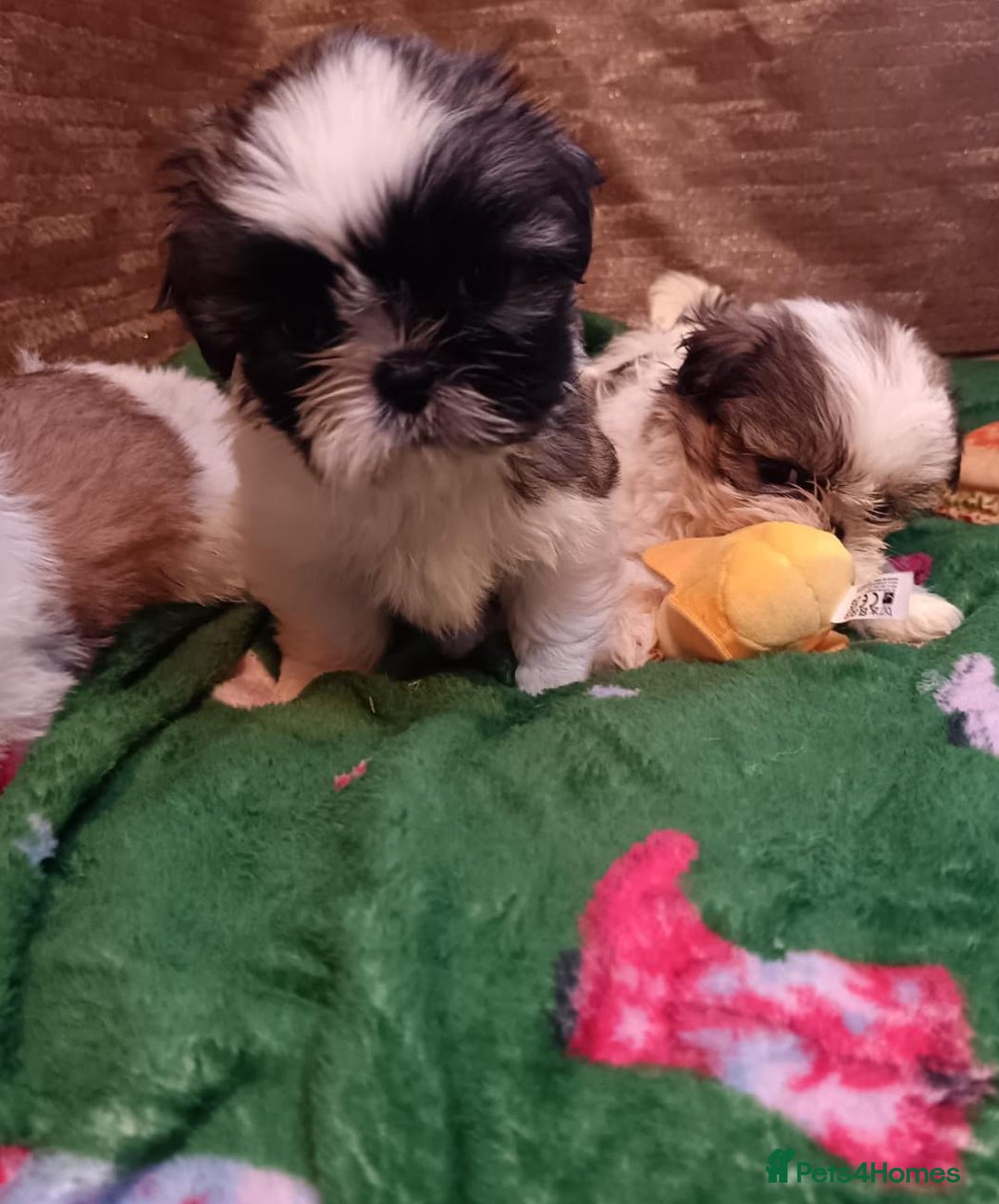 Shih Tzu dogs for sale: Shih Tzu puppy's - Advert 11
