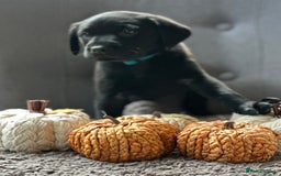 Labrador Retriever dogs for sale: KC Registered Labradors - Image 2