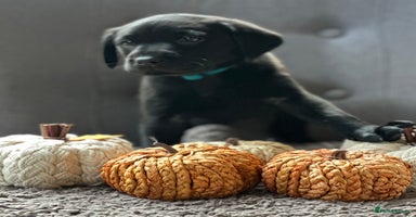 Labrador Retriever dogs - Advert 14