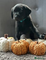 Labrador Retriever dogs - Advert 14