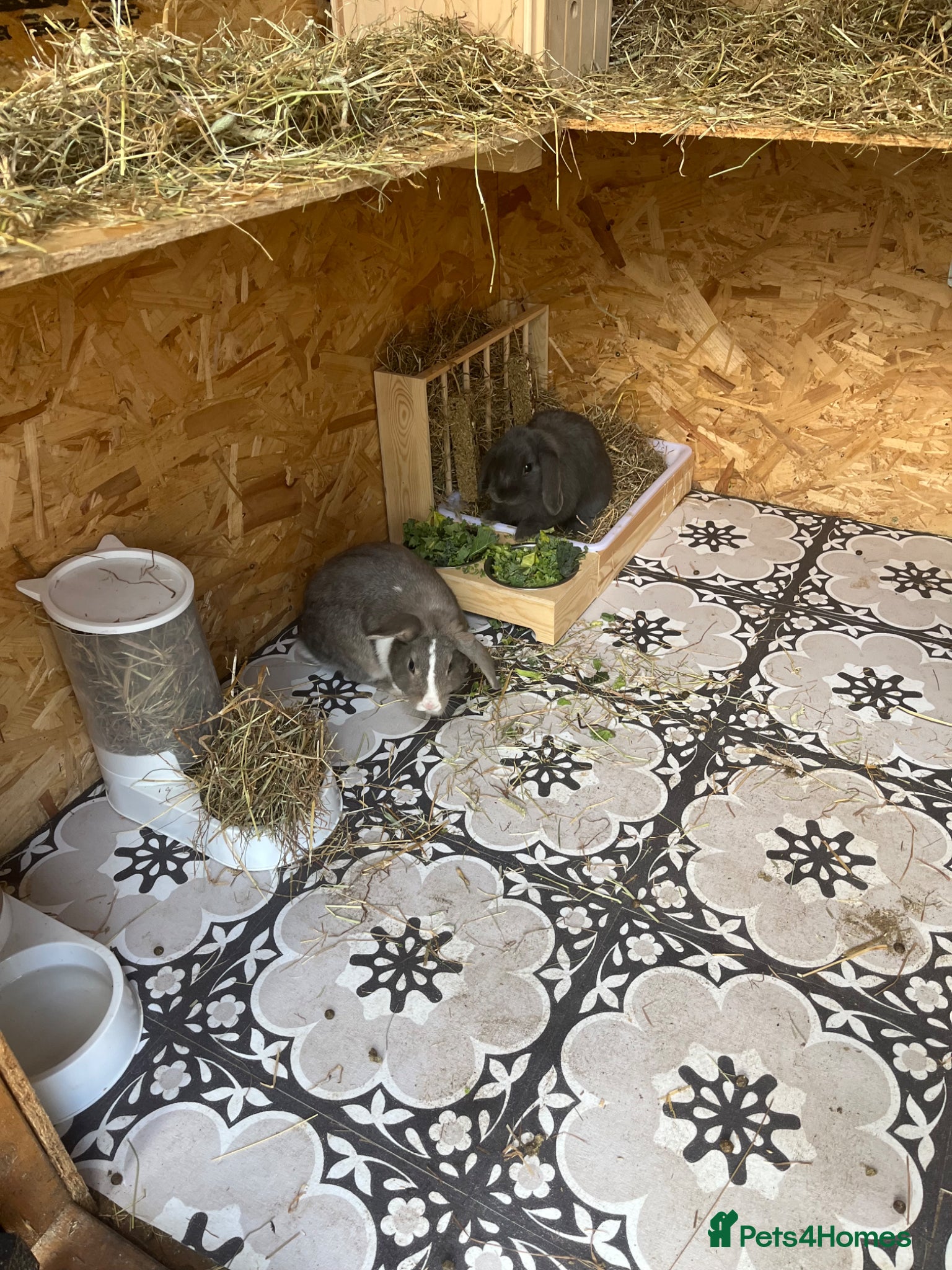 Mini Lop rabbits for sale: Mini lop rabbit  - Advert 4