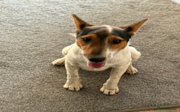 Fox Terrier dogs for adoption: Sweet Mizzo looking for LOVE - Image 16