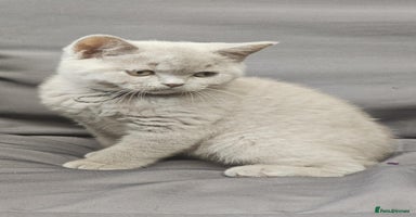 British Shorthair cats - Advert 10