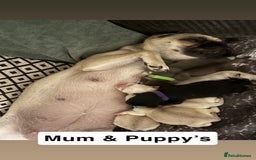 Mixed Breed dogs for sale: Beautiful Pug × Bichon Frise Puppies – Ready 08/12 - Advert 16