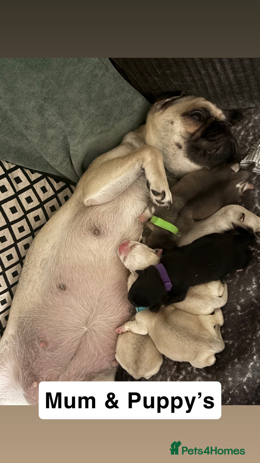 Mixed Breed dogs for sale: Beautiful Pug × Bichon Frise Puppies – Ready 08/12 - Advert 16