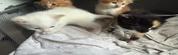 Domestic Shorthair cats for sale: Stunning Domestic Shorthair Kittens - Advert 5