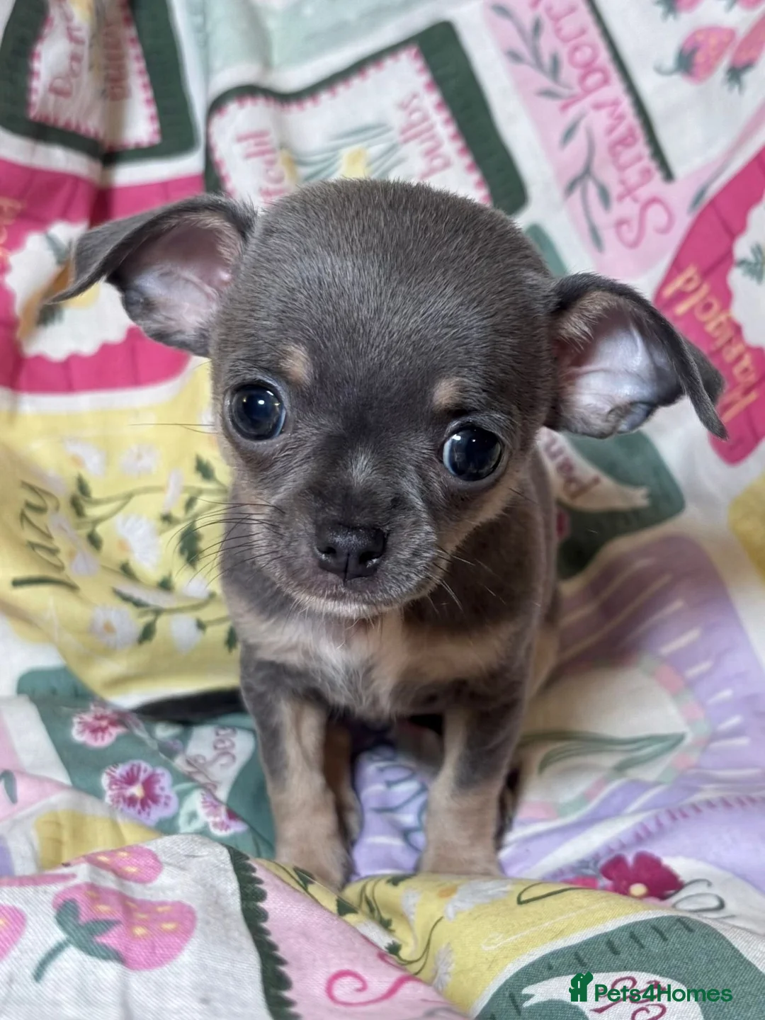 Chihuahua dogs for sale: Chihuahua Puppies💝 - Advert 15