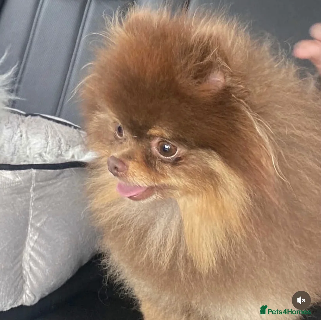 Pomeranian dogs for stud: Top Quality Chocolate & Tan stud boy 1.5kg - Advert 2