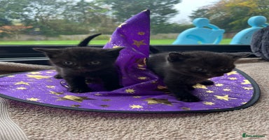 British Shorthair cats - Advert 10