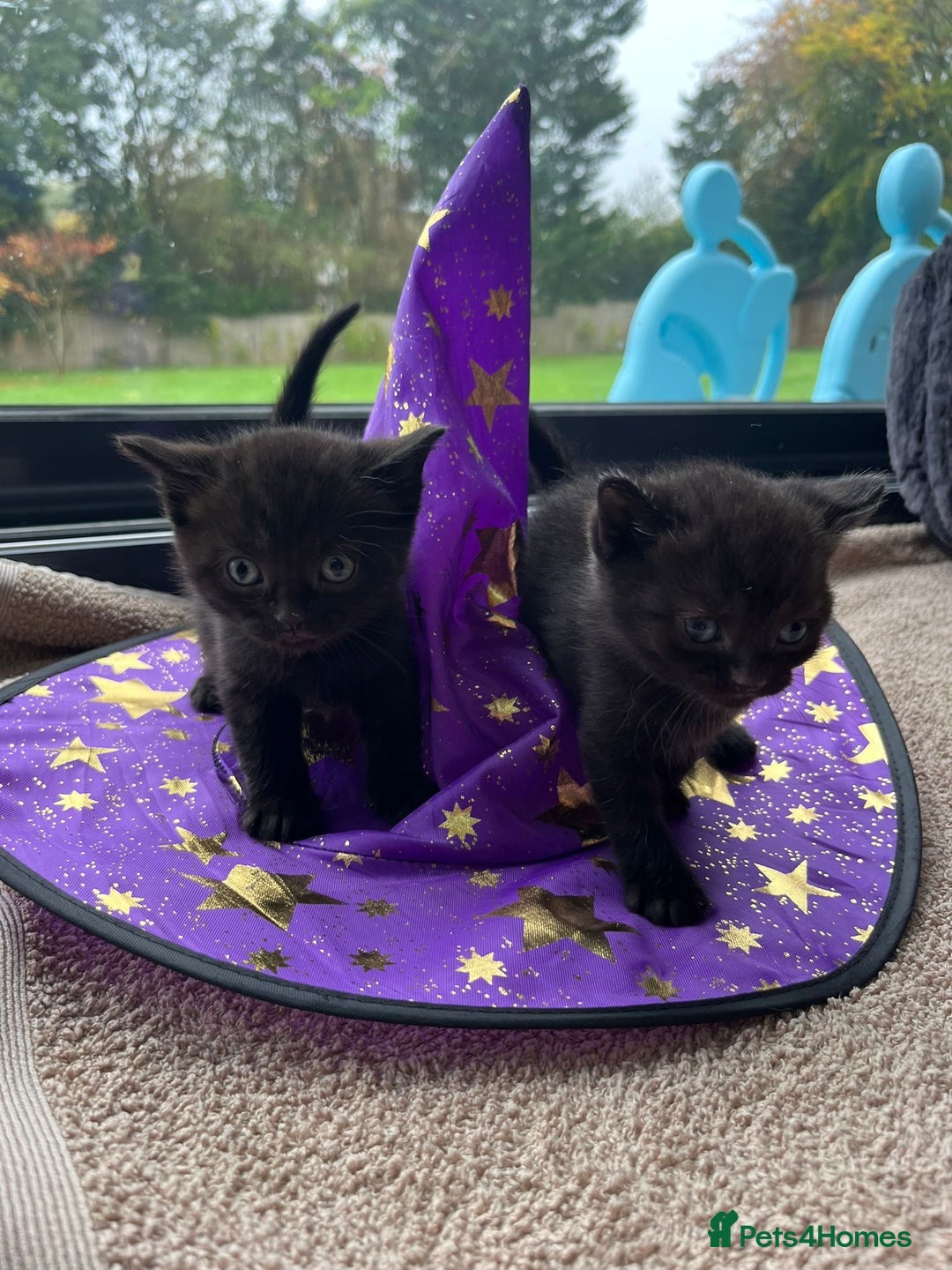 British Shorthair cats for sale: Mixed Breed British Shorthair 🐾 £300 - Image 2