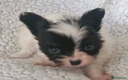 Papillon dogs for sale: KC Papillon. DNA health tested.  - Image 17