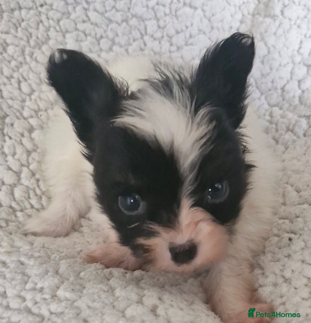 Papillon dogs for sale: KC Papillon. DNA health tested.  - Image 17