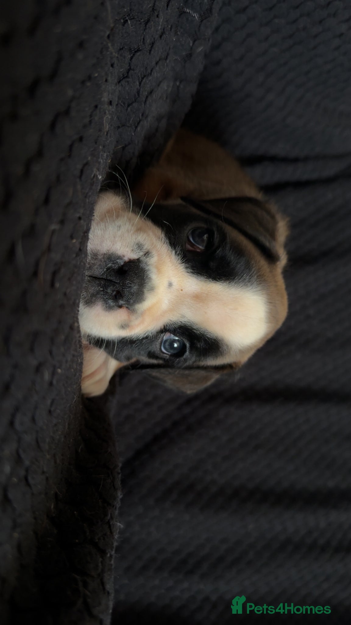 Boxer dogs Outstanding puppies - best pedigree 73 champions - Advert 2