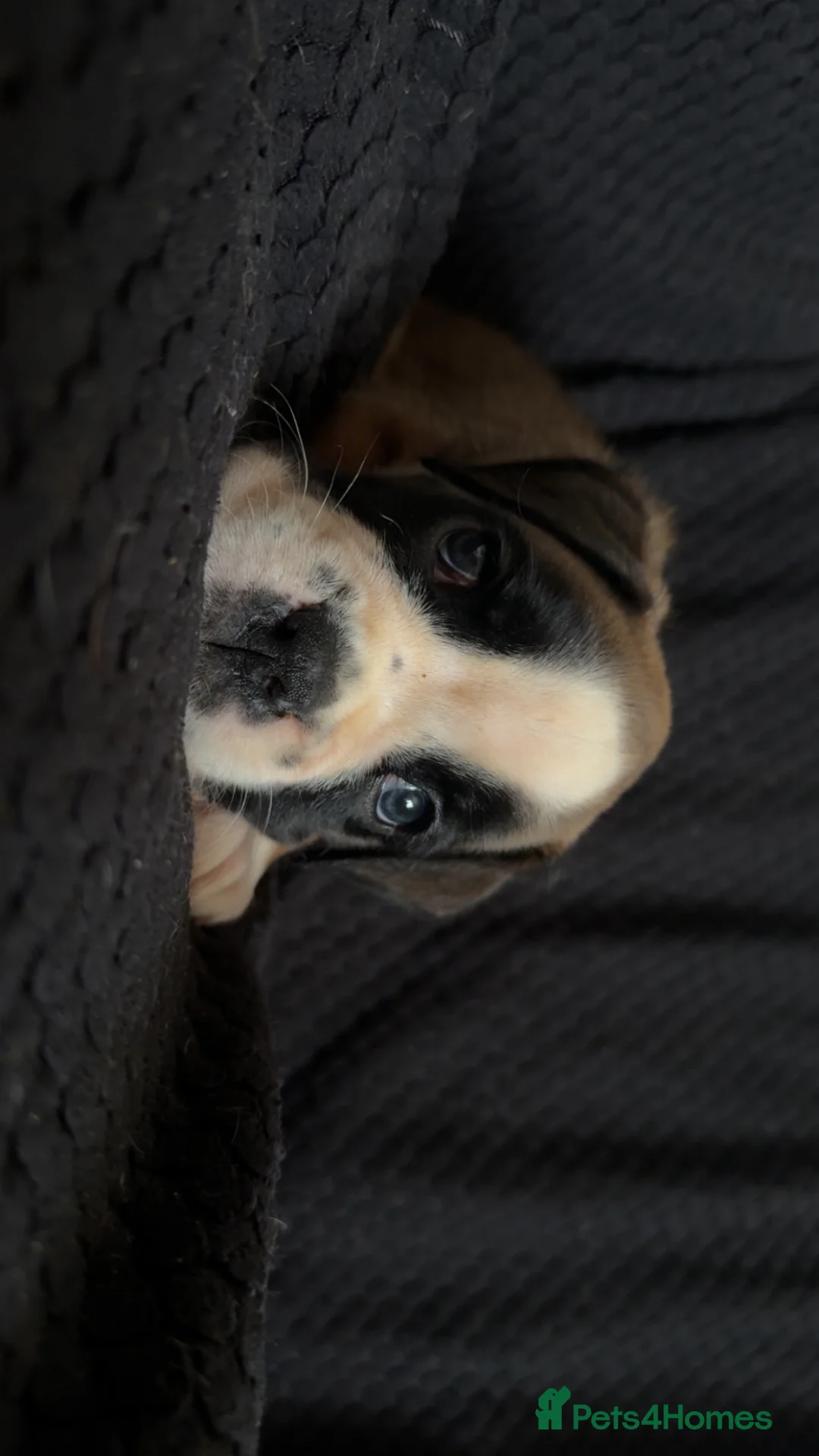 Boxer dogs for sale: Outstanding quality puppies - best pedigree - Advert 2