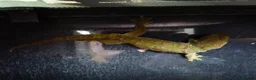 Mixed Breed reptiles for sale: Reptile collection up for sale - Advert 9