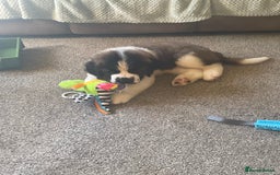 Saint Bernard dogs for sale: Stunning Female Saint Bernard puppy Kc reg - Image 5