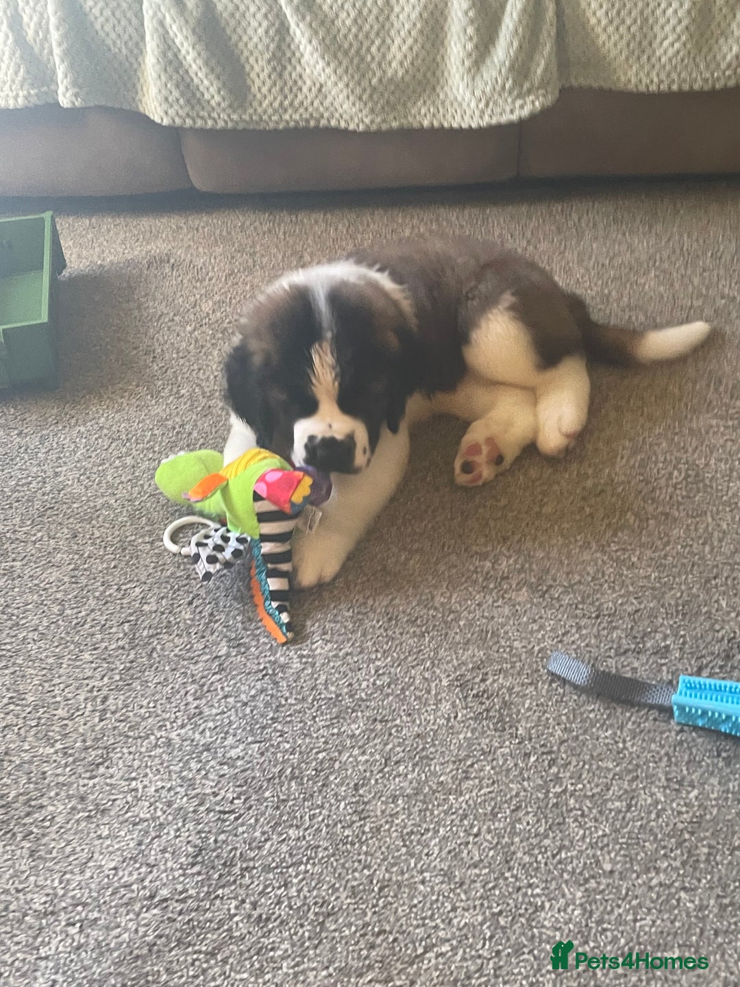 Saint Bernard dogs for sale: Stunning Female Saint Bernard puppy Kc reg - Image 5