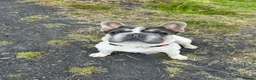 French Bulldog dogs for sale: Beautiful French Bulldog Puppies in Swansea - Advert 2