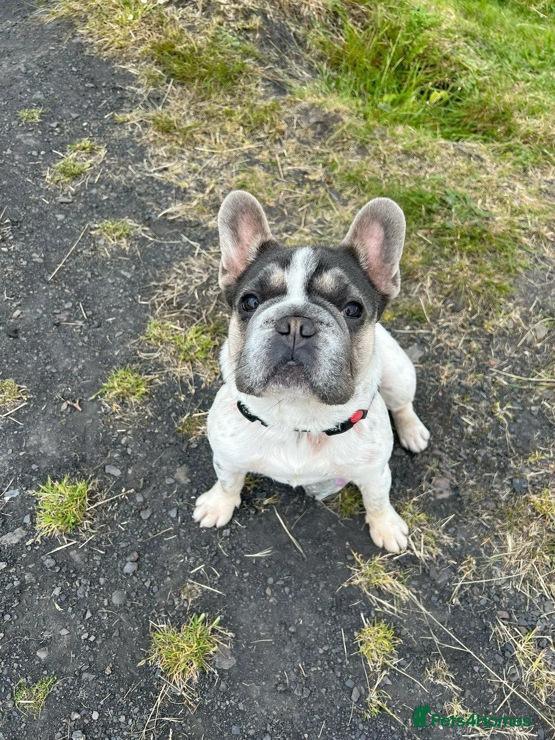 French Bulldog dogs for sale: Beautiful French Bulldog Puppies in Swansea - Advert 2