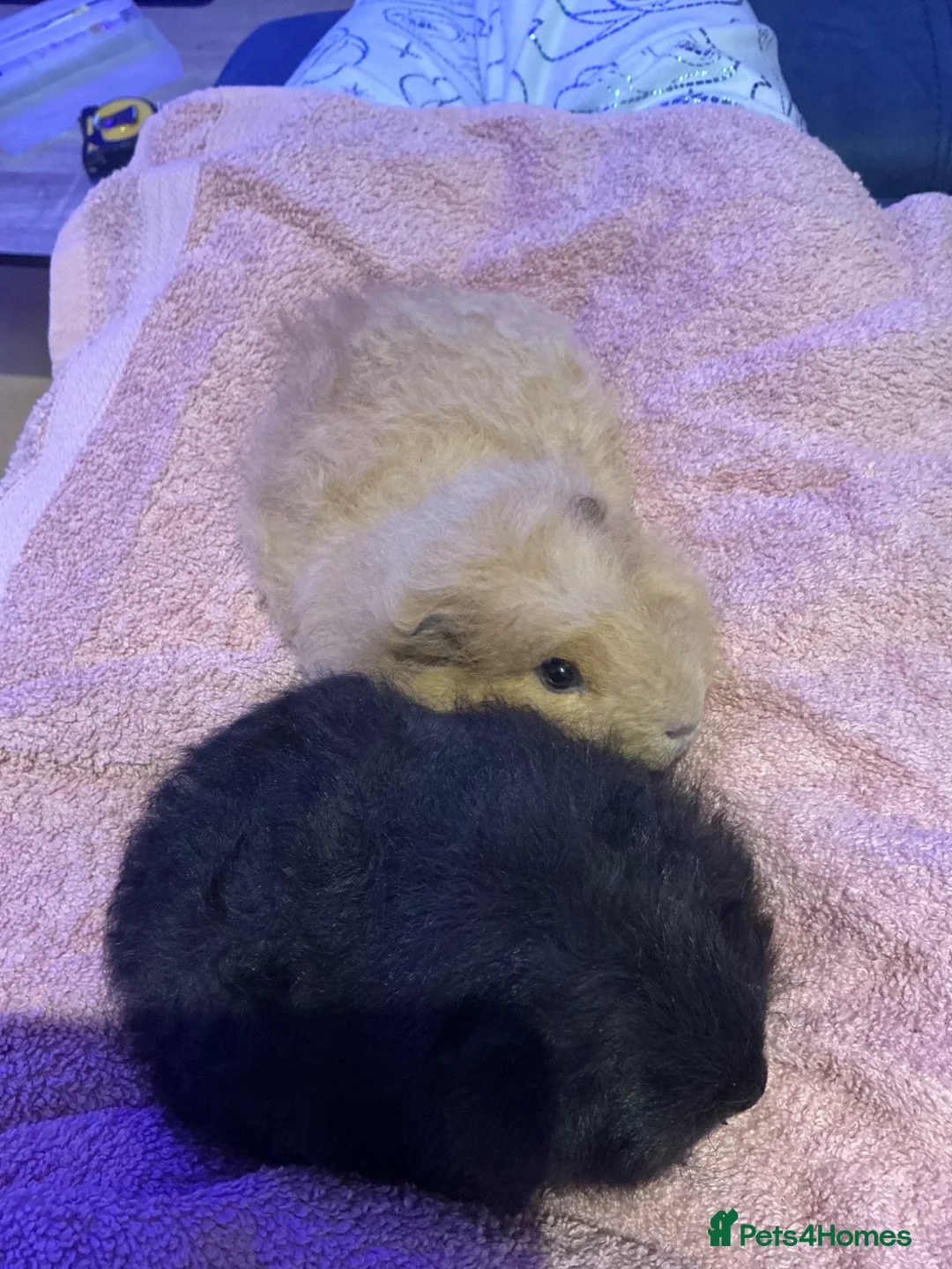 Guinea Pig rodents for sale: Two male guinea  in Ashford - Advert 1