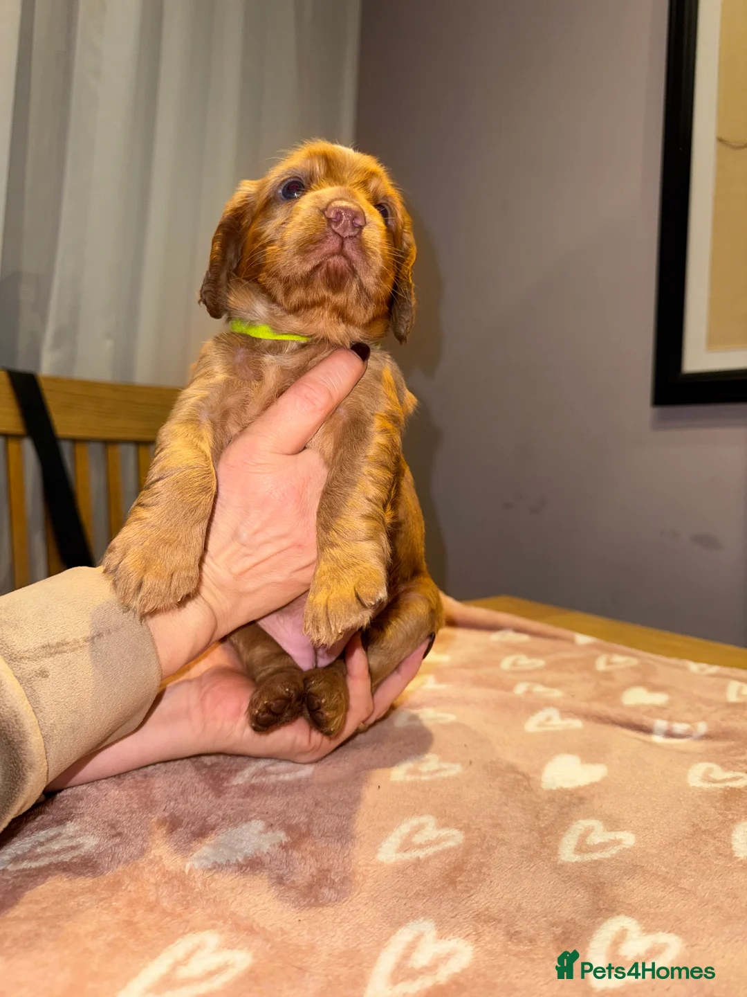 Cocker Spaniel dogs for sale: Adorable cocker spaniel puppies - Advert 22