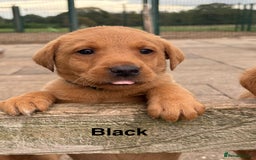 Labrador Retriever dogs for sale: Beautiful KC Fox Red Labs 0/0 hip/elbow mum & dad - Image 8
