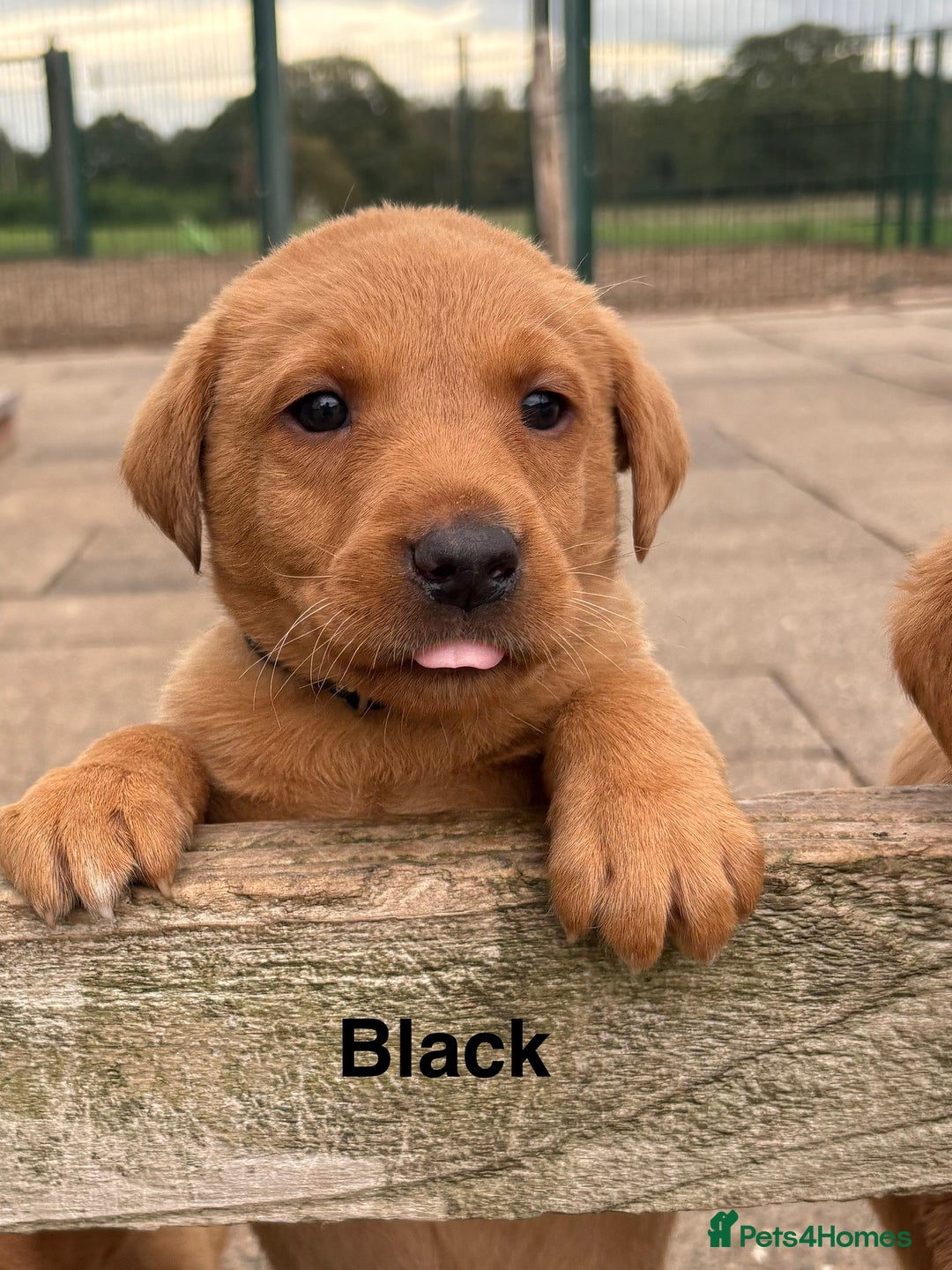 Labrador Retriever dogs for sale: Beautiful KC Fox Red Labs 0/0 hip/elbow mum & dad - Image 8