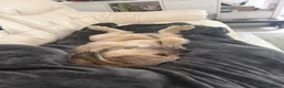Mixed Breed dogs for sale: Sweet Rocco looking for new home - Advert 11