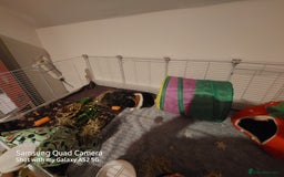 Guinea Pig rodents for sale: Selling two 4 month old male guinea pigs - Image 2