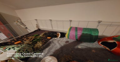 Guinea Pig rodents - Advert 12