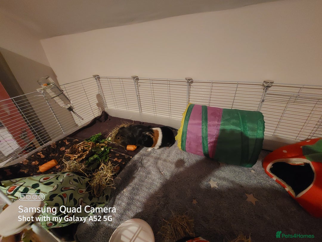 Guinea Pig rodents for sale: Selling two 4 month old male guinea pigs - Image 2