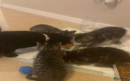Mixed Breed cats for sale: 5 Kitties  - Image 11