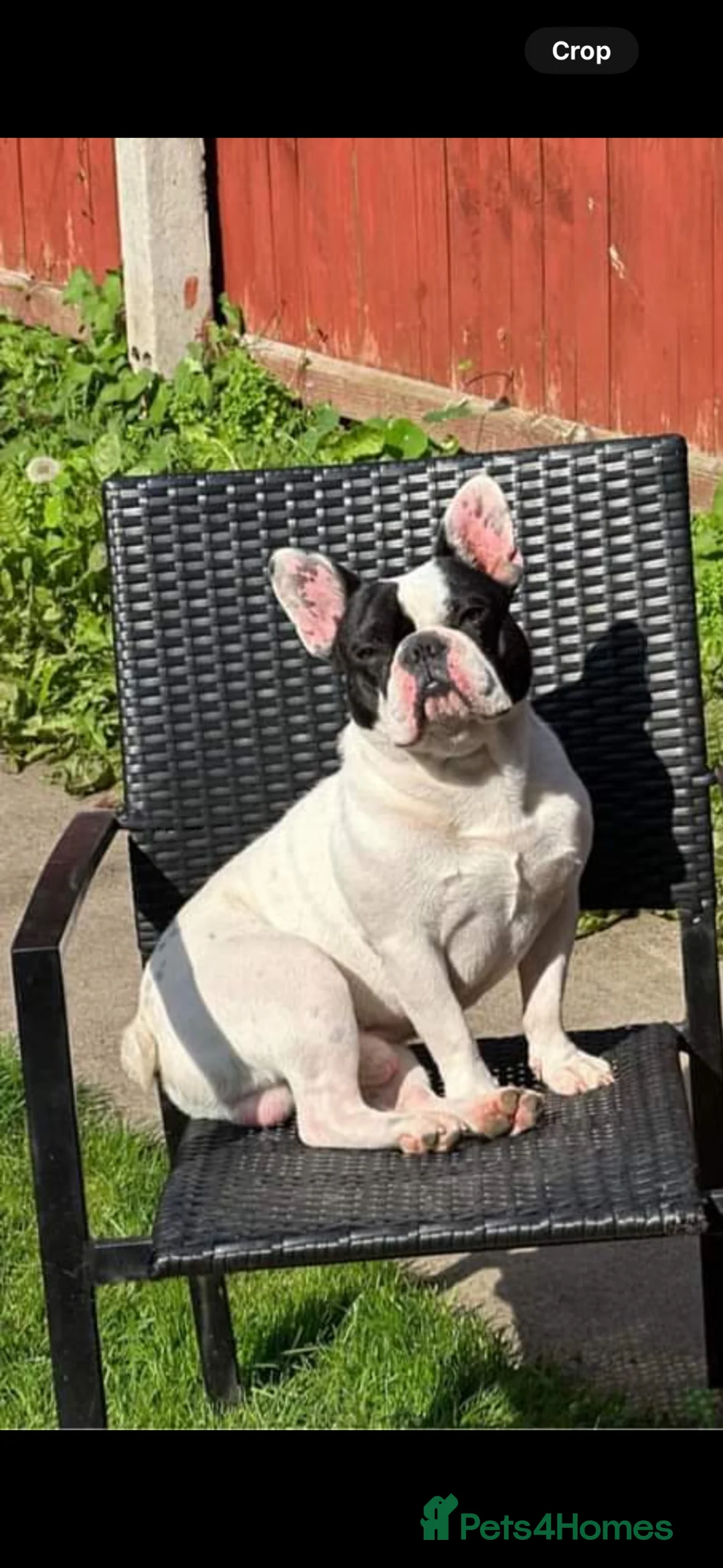 French Bulldog dogs for sale: French bulldog.  - Advert 1