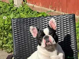 French Bulldog dogs French bulldog. - Advert 1
