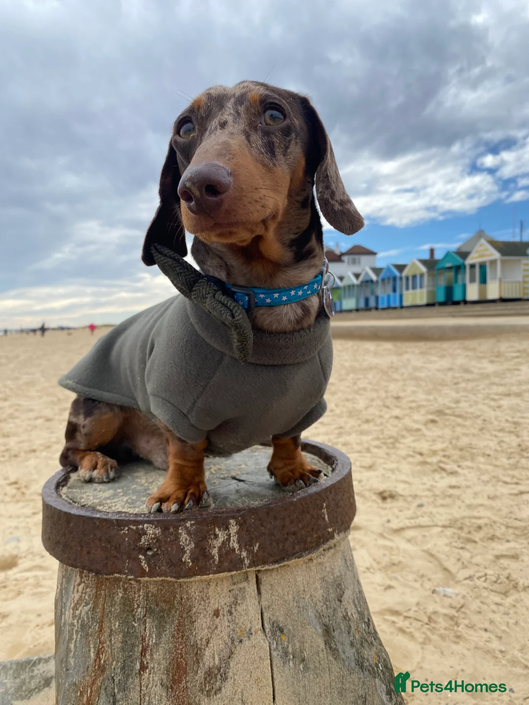 Miniature Dachshund dogs for stud: Miniature Dachshund Stud Kc registered & Pra clear in Stowmarket - Advert 6