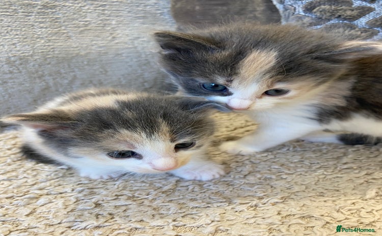 Mixed Breed cats - Advert 7