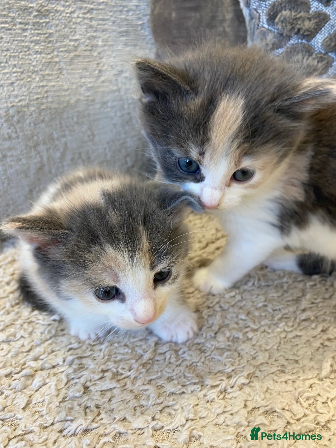 Mixed Breed cats for sale: 4 beautiful calico girls. 3 rare dilute calicos - Image 1