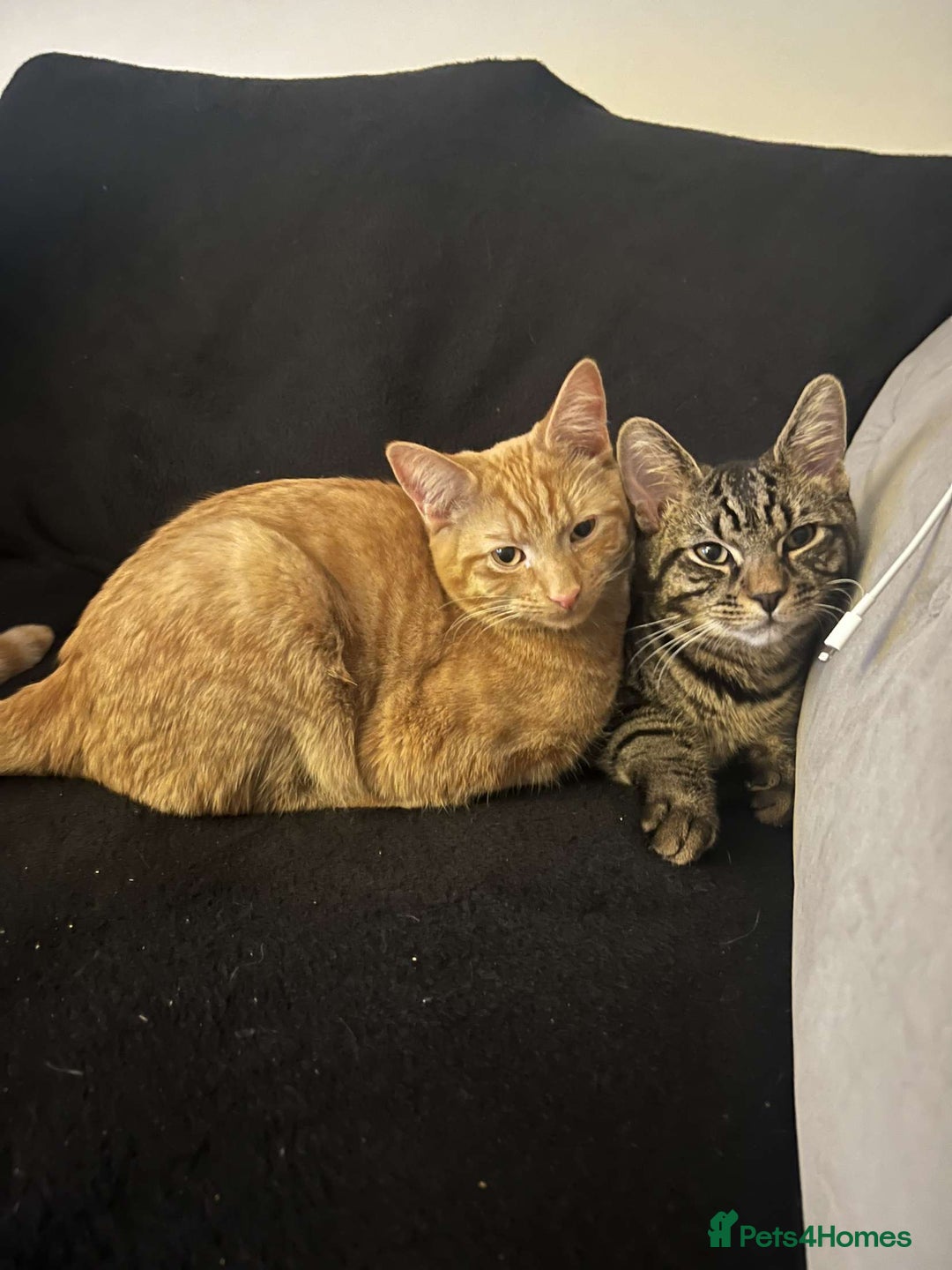 Domestic Shorthair cats for sale: Gorgeous 2 year old Thunder - Image 5