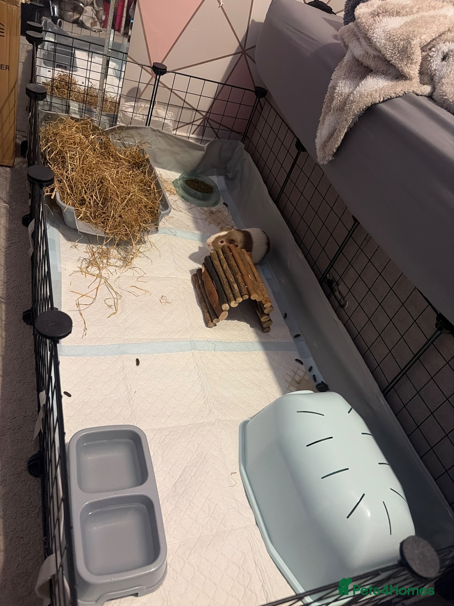Guinea Pig rodents FREE (2x Male Guinea pigs)  - Advert 1