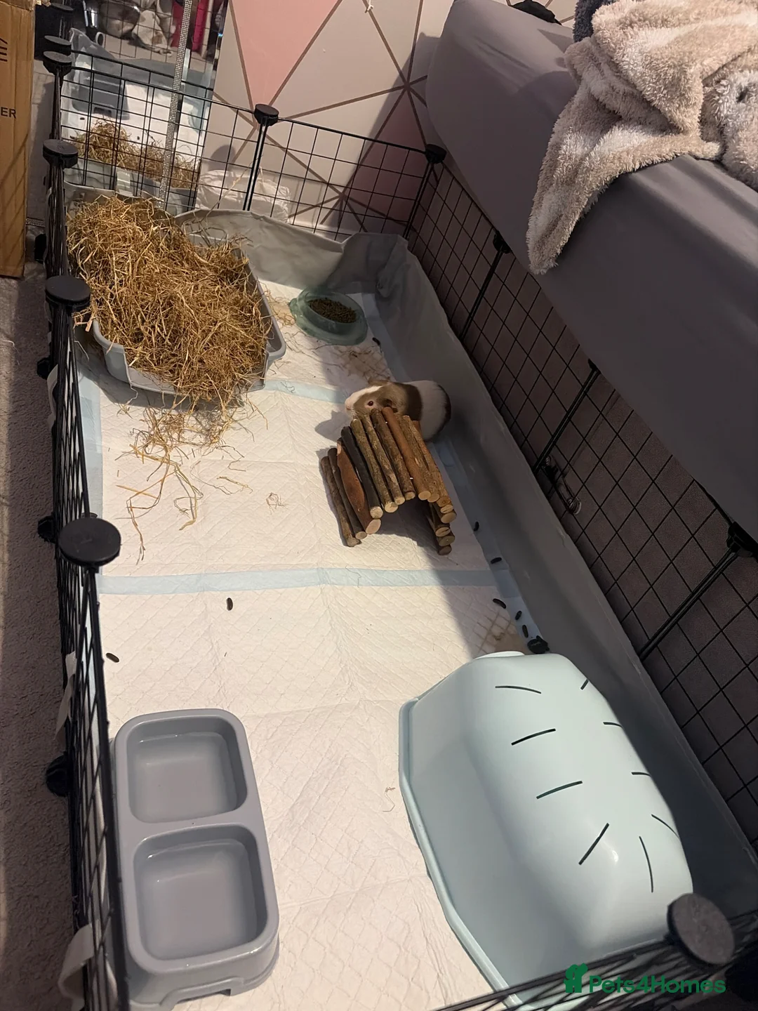 Guinea Pig rodents for sale: FREE (2x Male Guinea pigs)  - Advert 7