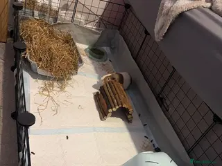 Guinea Pig rodents FREE (2x Male Guinea pigs) - Advert 1