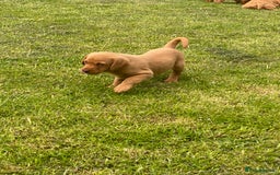 Labrador Retriever dogs for sale: Stunning ftch fox red puppies - Image 24